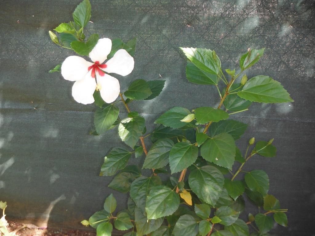 Studio Hibiscus Le Kayela Daire Saint-Francois  Dış mekan fotoğraf